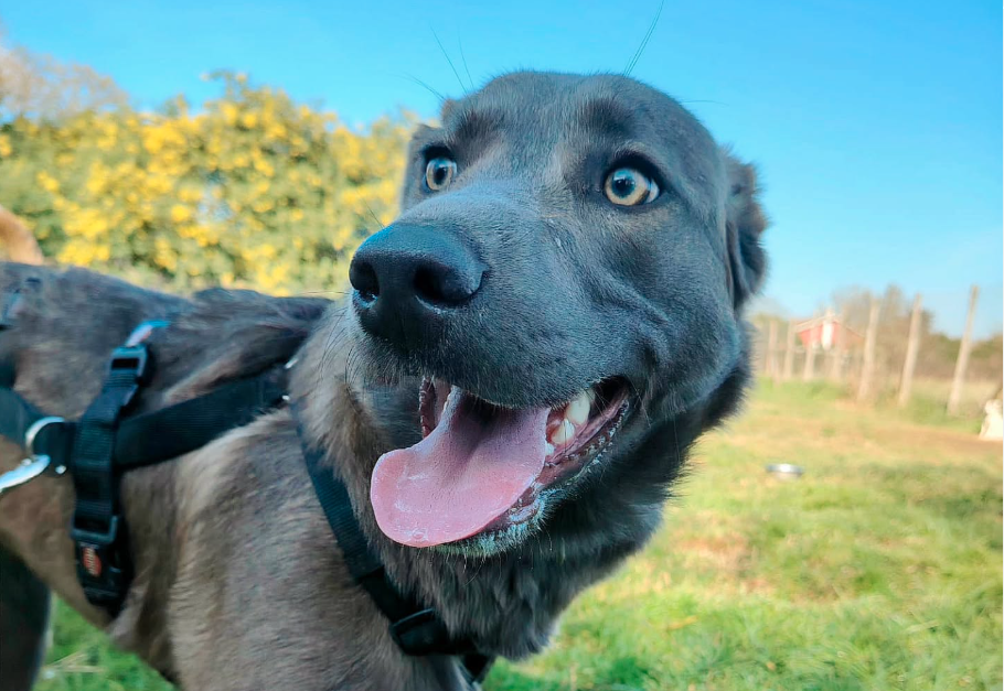 Canedocet - Centro di Educazione Cinofila a Ostia | Addestramento Cani